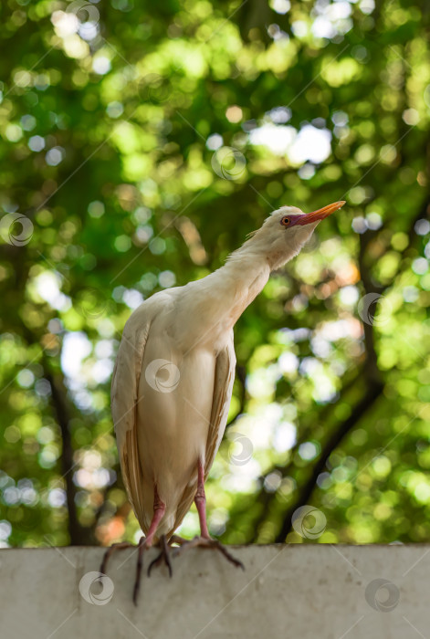 Скачать Белая цапля крупного рогатого скота (Bubulcus ibis) на открытом воздухе в Куала-Лумпуре, Малайзия фотосток Ozero