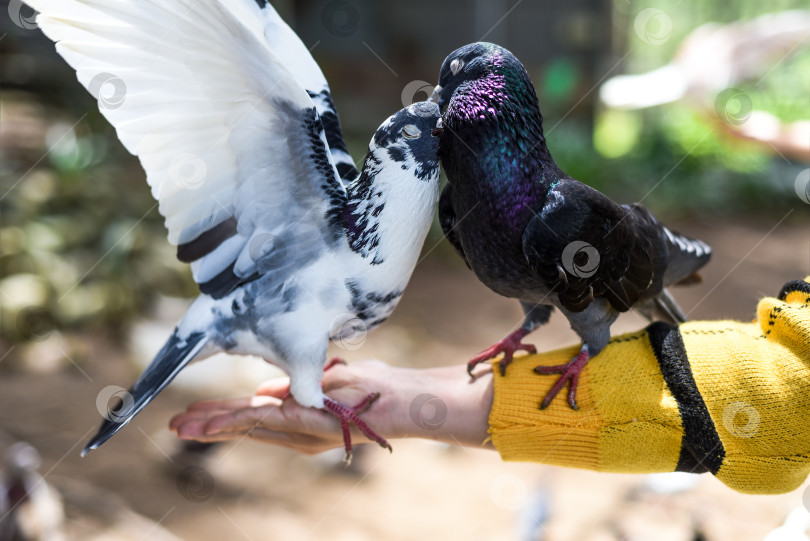 Скачать два влюбленных голубя обнимают друг друга фотосток Ozero