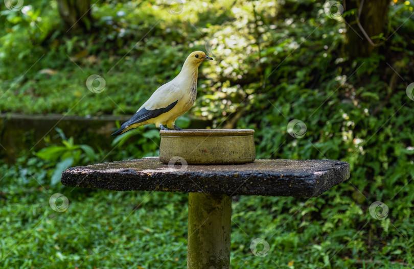Скачать Императорский голубь с серебряными наконечниками (Ducula luctuosa), также известный как белый императорский голубь или императорский голубь с белыми наконечниками, поедающий папайю в Малайзии фотосток Ozero