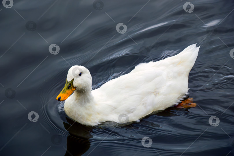 Скачать Белая утка по-пекински с капельками воды на голове плавает в пруду фотосток Ozero