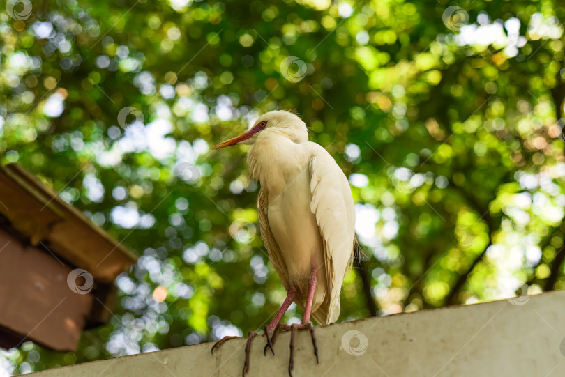 Скачать Белая цапля крупного рогатого скота (Bubulcus ibis) на открытом воздухе в Куала-Лумпуре, Малайзия фотосток Ozero