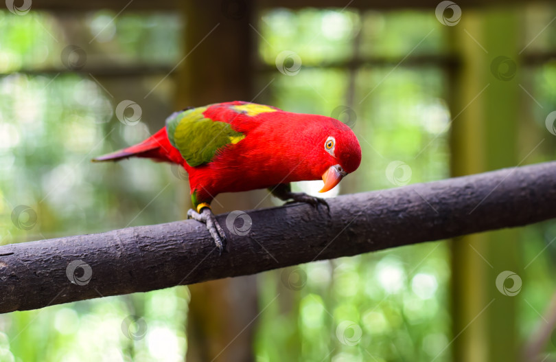 Скачать Болтливый попугай лори (Lorius garrulus) сидит на ветке фотосток Ozero