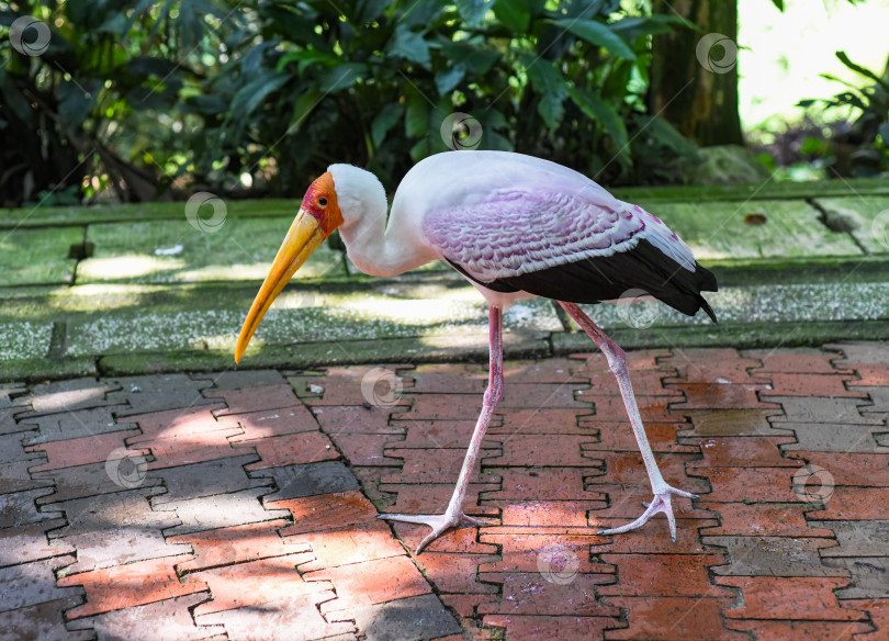 Скачать Желтоклювый аист (Mycteria ibis), иногда также называемый лесным аистом или древесным ибисом, обитает в Куала-Лумпуре, Малайзия. фотосток Ozero