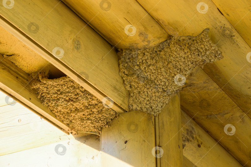 Скачать Гнезда ласточек под крышей дома. весна, Россия фотосток Ozero