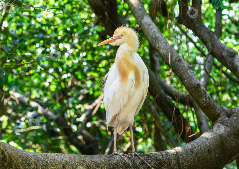 Скачать Белая цапля крупного рогатого скота (Bubulcus ibis) на открытом воздухе в Куала-Лумпуре, Малайзия фотосток Ozero