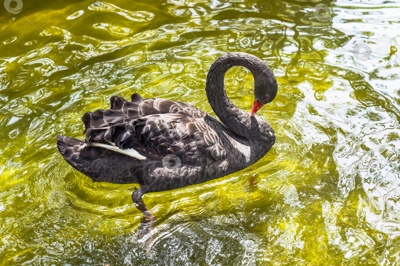 Скачать черный лебедь (Cygnus atratus) плавает по озеру во Вьетнаме фотосток Ozero