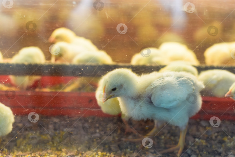 Скачать Новорожденный цыпленок возле яичной скорлупы в инкубаторе фотосток Ozero