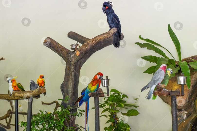 Скачать Множество разных попугаев, таких как пальмовый какаду, Гала, солнечный попугай, серый попугай, сидят на ветвях фотосток Ozero