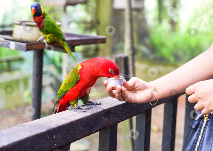 Скачать Болтливый попугай лори (Lorius garrulus) пьет молоко фотосток Ozero