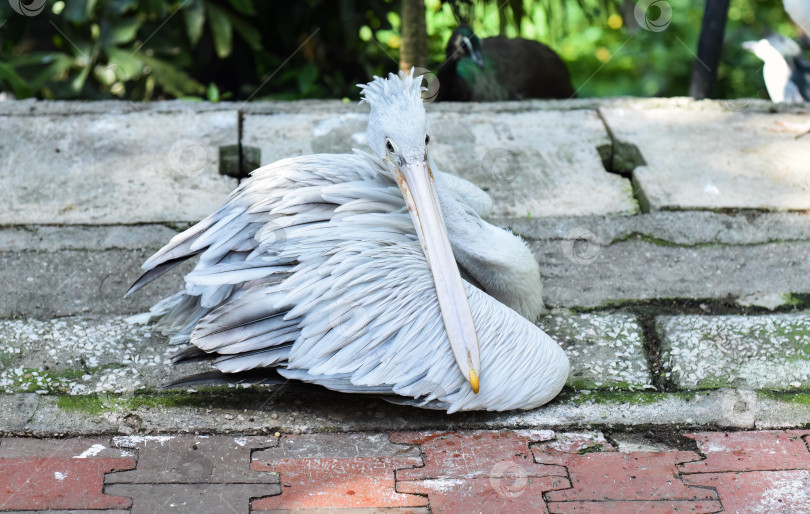 Скачать Розовоспинный пеликан отдыхает в Малайзии фотосток Ozero