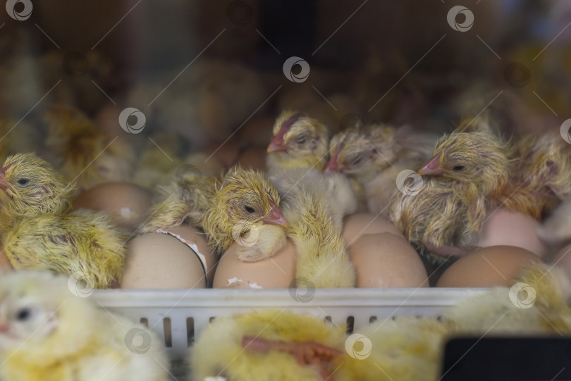 Скачать Новорожденный цыпленок возле яичной скорлупы в инкубаторе фотосток Ozero