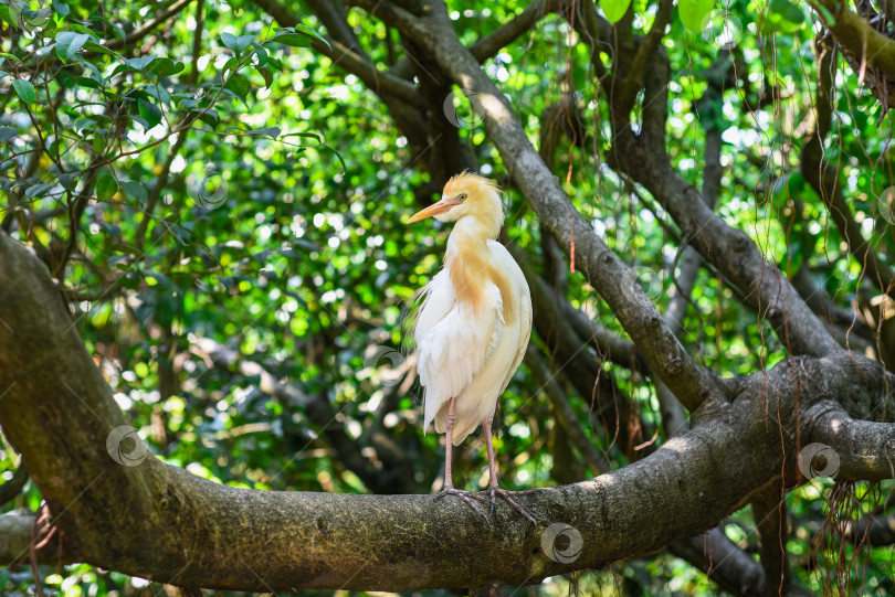 Скачать Белая цапля крупного рогатого скота (Bubulcus ibis) на открытом воздухе в Куала-Лумпуре, Малайзия фотосток Ozero