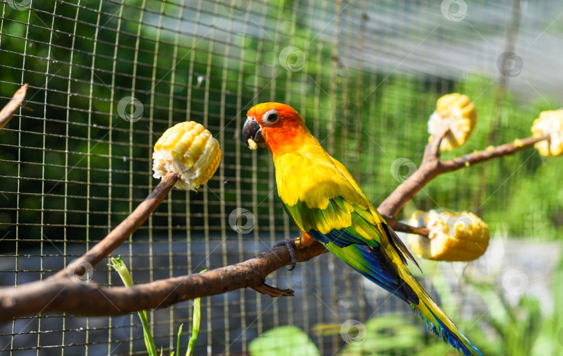 Скачать Солнечный конур (Aratinga solstitialis), также известный как солнечный попугай, ест кукурузу с дерева в Куала-Лумпуре фотосток Ozero