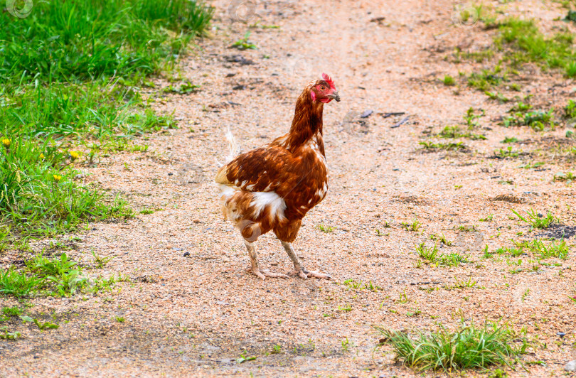 Скачать Маленький худенький цыпленок стоит на дороге в деревне фотосток Ozero