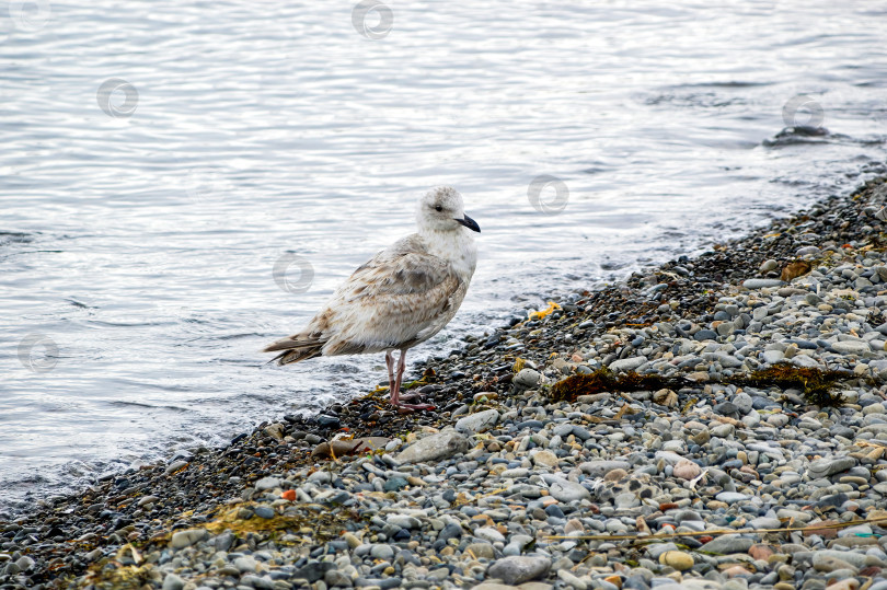 Скачать Серебристая чайка (Larus argentatus) - морская птица, сидящая на каменистом берегу Японского моря в пасмурный весенний день. Дальний Восток, Россия фотосток Ozero