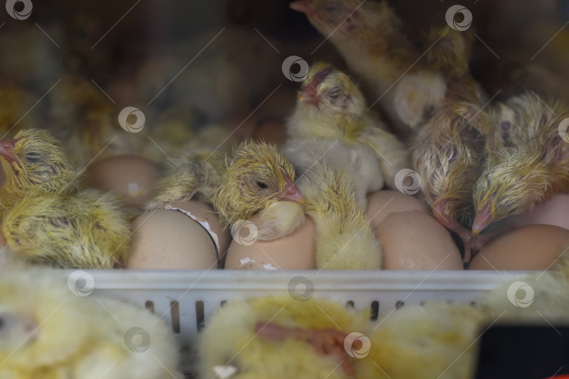 Скачать Новорожденный цыпленок возле яичной скорлупы в инкубаторе фотосток Ozero