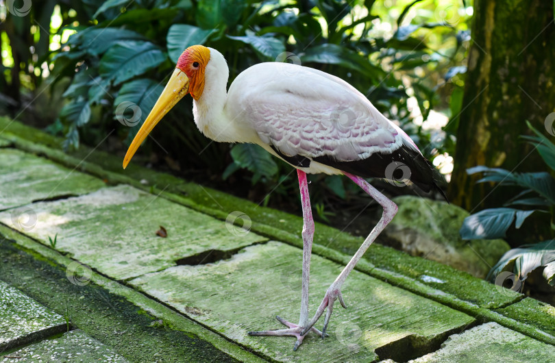 Скачать Желтоклювый аист (Mycteria ibis), иногда также называемый лесным аистом или древесным ибисом, обитает в Куала-Лумпуре, Малайзия. фотосток Ozero
