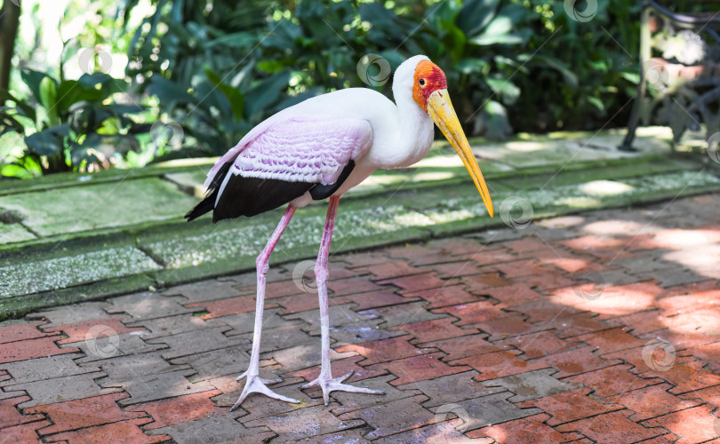 Скачать Желтоклювый аист (Mycteria ibis), иногда также называемый лесным аистом или древесным ибисом, обитает в Куала-Лумпуре, Малайзия. фотосток Ozero