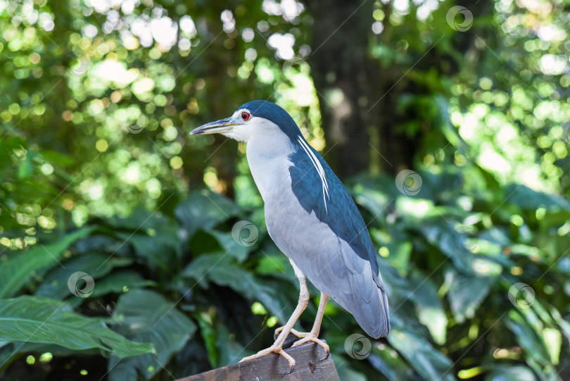 Скачать Черная коронованная ночная цапля (Nycticorax nycticorax), или чернолобая ночная цапля в Малайзии фотосток Ozero