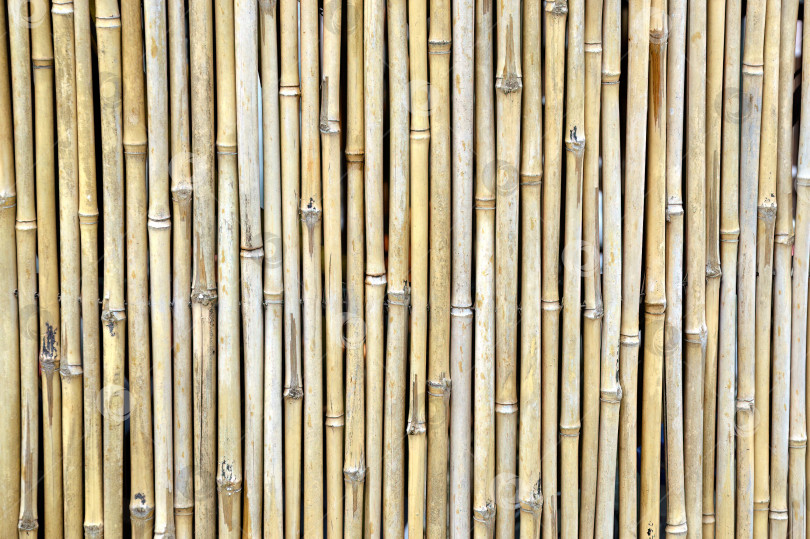 Скачать Бамбуковый забор в японском саду фотосток Ozero