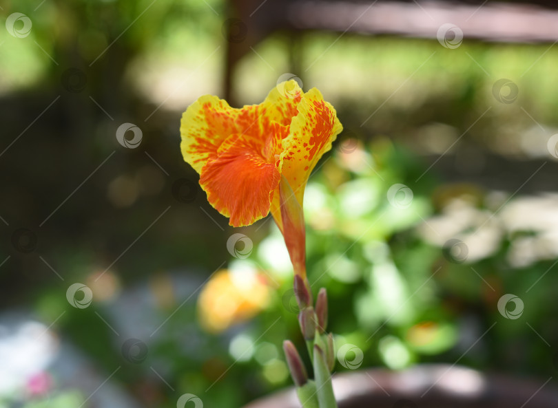 Скачать Цветы Канна индика, произрастающие во Вьетнаме фотосток Ozero