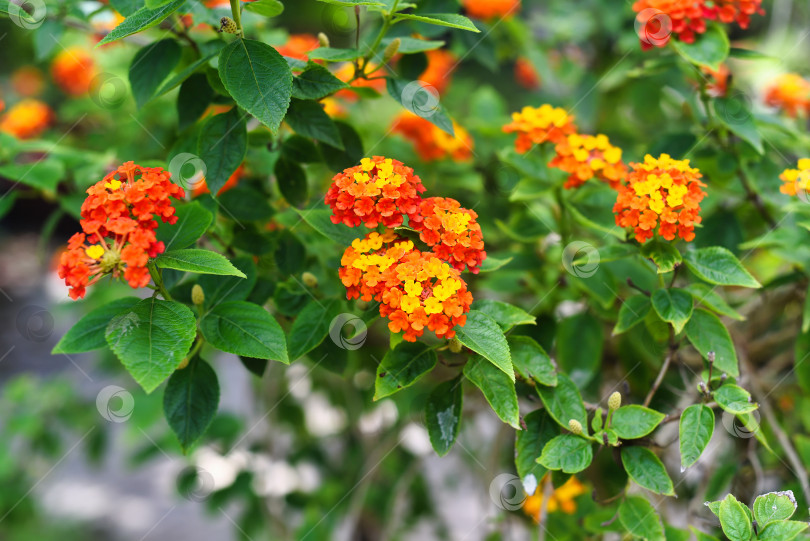 Скачать Цветы Лантана камара (lantana camara), произрастающие в Нячанге, Вьетнам фотосток Ozero