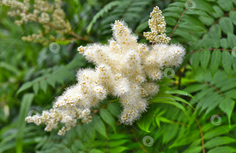 Скачать Соцветие рябины (Sorbus pohuashanensis), произрастающей на Дальнем Востоке России фотосток Ozero