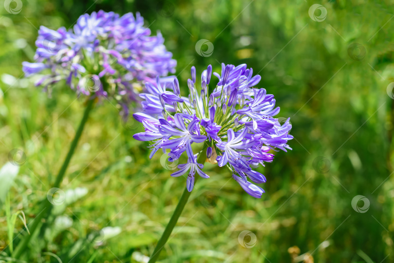 Скачать Agapanthus africanus или африканская лилия, растущая в Далате, Вьетнам фотосток Ozero