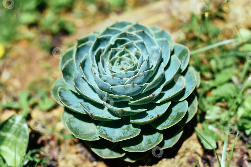 Скачать Суккулент Echeveria elegans, растущий под солнечным светом в Далате, Вьетнам фотосток Ozero