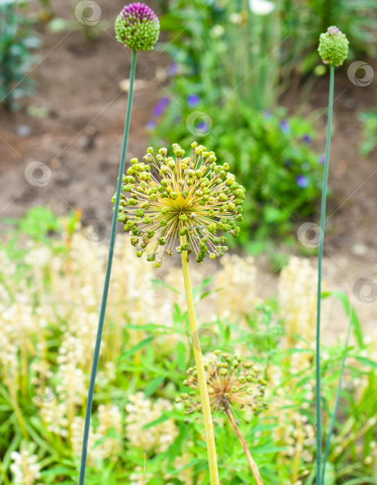 Скачать Allium cristophii или декоративное луковичное растение. фотосток Ozero