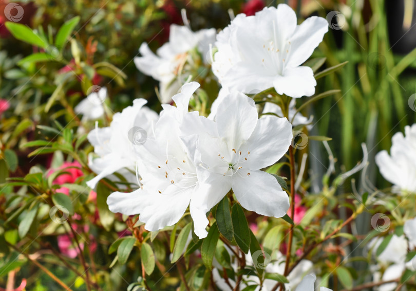 Скачать Белые цветы азалии, растущие на кустарнике фотосток Ozero
