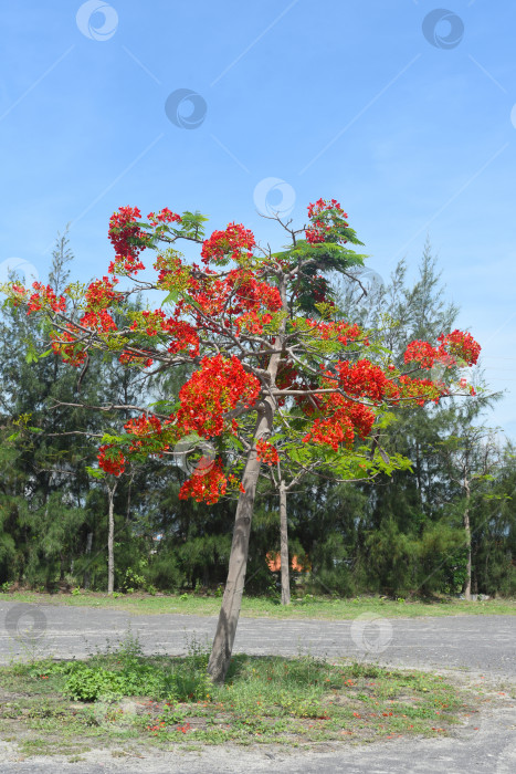 Скачать Делоникс регия, или огненное дерево, растет в Нячанге, Вьетнам фотосток Ozero