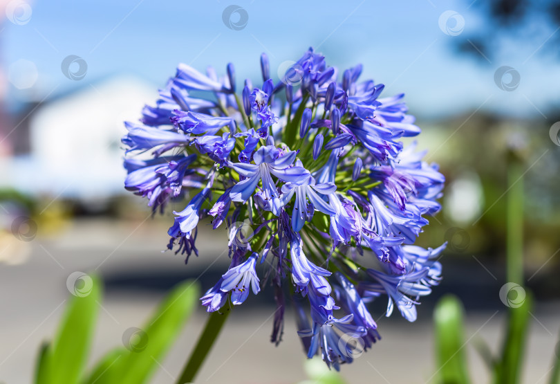 Скачать Agapanthus africanus или африканская лилия, растущая в Далате, Вьетнам фотосток Ozero