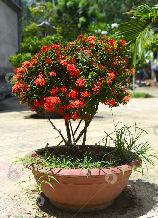 Скачать Цветок Иксора вест индский жасмин растущий в Нячанге Вьетнам фотосток Ozero