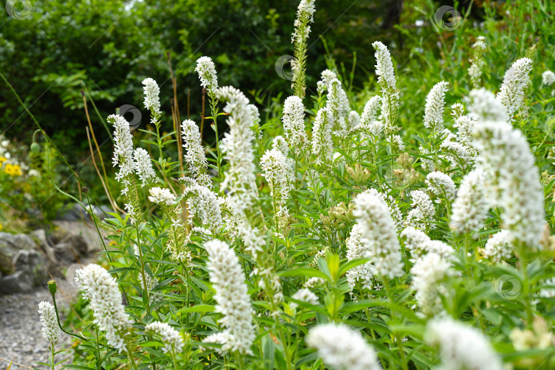 Скачать Цветки волжанки (Aruncus parvulus), произрастающие в Приморском крае, Россия. Растение, занесенное в Красную книгу фотосток Ozero