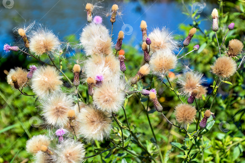 Скачать Пушистые головки полевых цветов cirsium arvense на фоне реки в конце лета. Крупный план фотосток Ozero