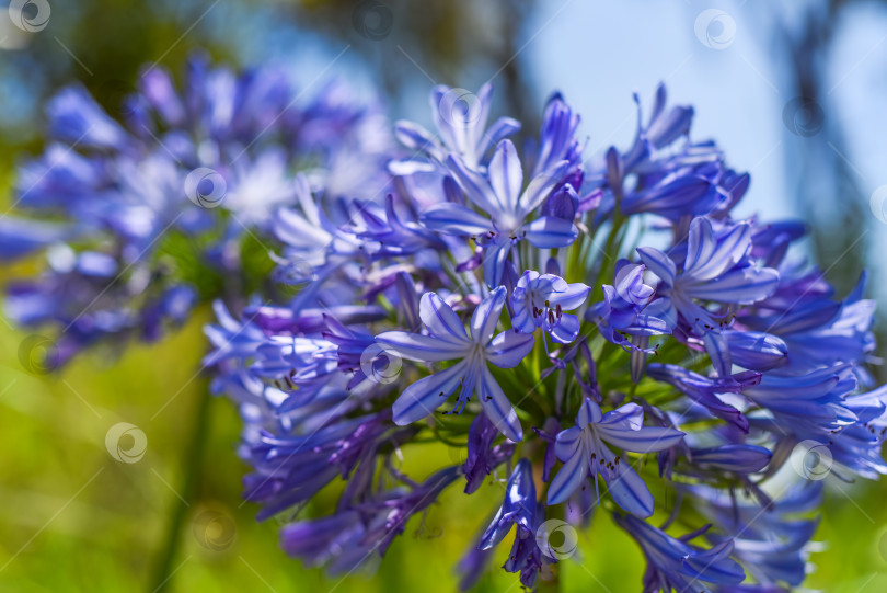 Скачать Agapanthus africanus или африканская лилия, растущая в Далате, Вьетнам фотосток Ozero