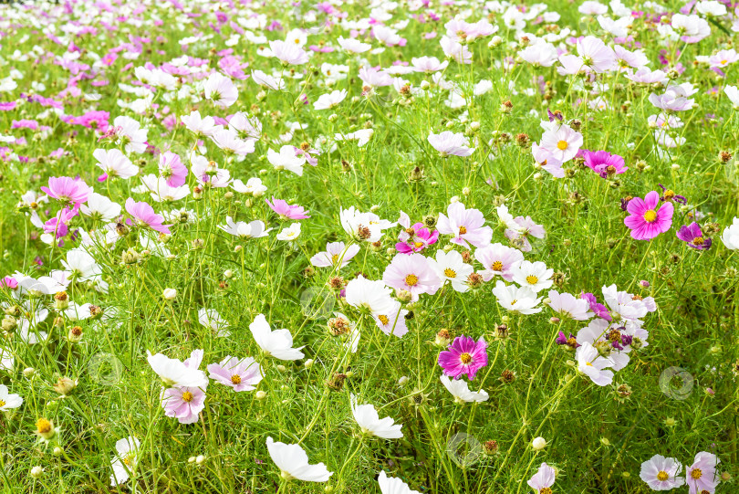 Скачать Космические цветы на фоне полей в Далате с пространством для копирования в качестве фона фотосток Ozero