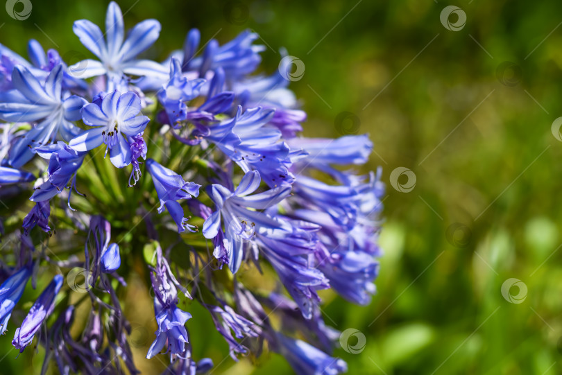 Скачать Agapanthus africanus или африканская лилия, растущая в Далате, Вьетнам фотосток Ozero