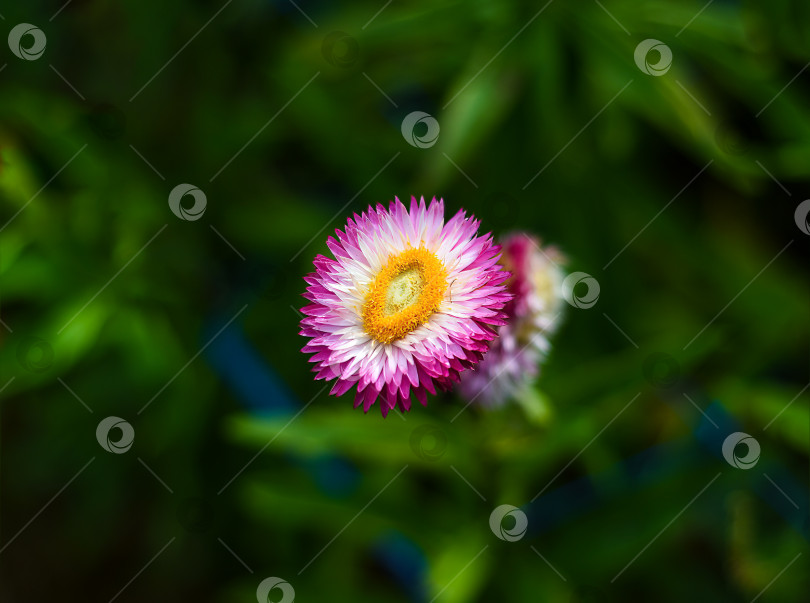 Скачать Поле Xerochrysum bracteatum, широко известное как золотой вечнозеленый цветок или соломенница фотосток Ozero