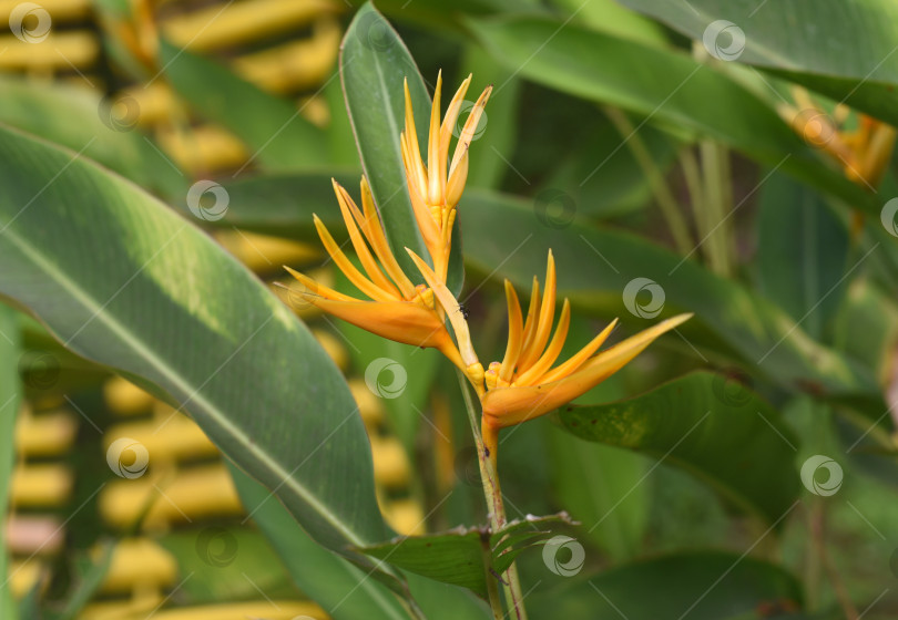 Скачать Оранжевая Heliconia psittacorum, произрастающая во Вьетнаме фотосток Ozero