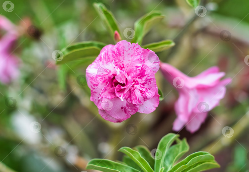 Скачать Мутация цветка Adenium obesum Sup Soom Boom крупным планом фотосток Ozero