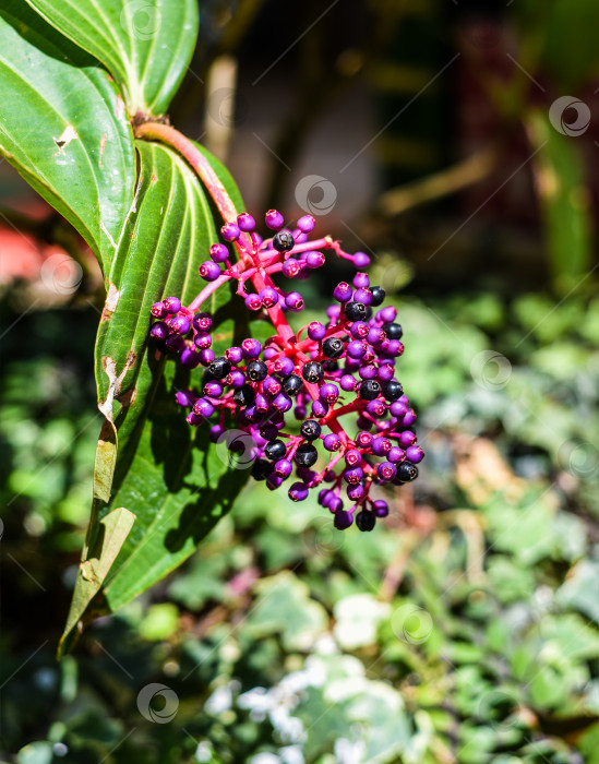 Скачать Растение Medinilla speciosa, произрастающее в Далате, Вьетнам фотосток Ozero