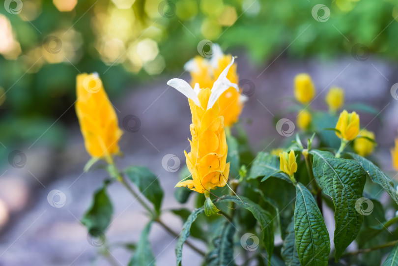 Скачать Pachystachys lutea, известный как растение-золотая креветка или леденец на палочке фотосток Ozero