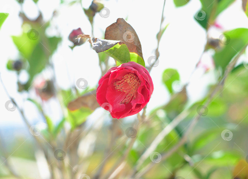 Скачать Цветок Camellia japonica (японская камелия) крупным планом фотосток Ozero
