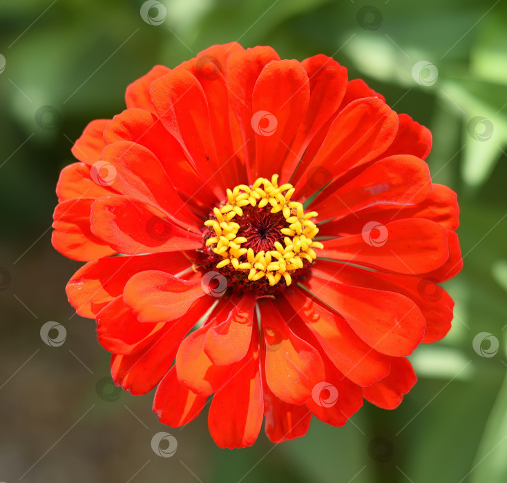 Скачать Красный цветок циннии крупным планом фотосток Ozero