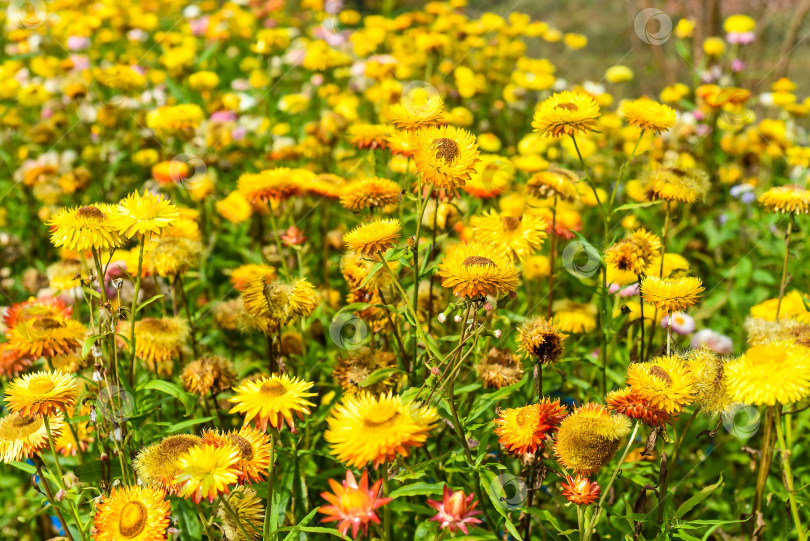 Скачать Поле Xerochrysum bracteatum, широко известное как золотой вечнозеленый цветок или соломенница фотосток Ozero