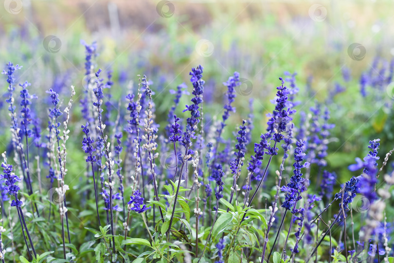 Скачать Растение Salvia nemorosa, произрастающее в Далате, Вьетнам фотосток Ozero