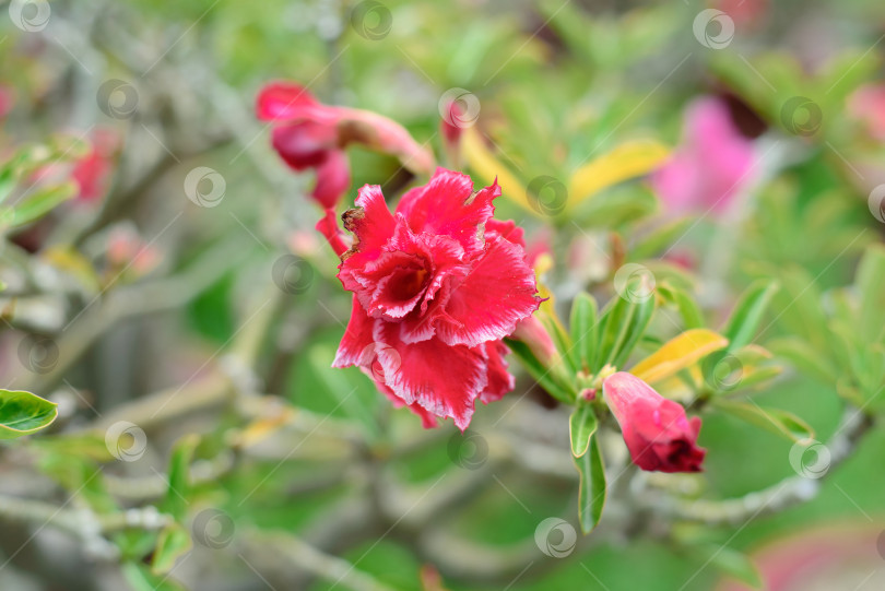 Скачать Множество цветков Adenium obesum крупным планом фотосток Ozero