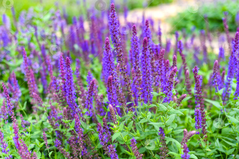 Скачать Растение Salvia nemorosa, произрастающее на Дальнем Востоке фотосток Ozero